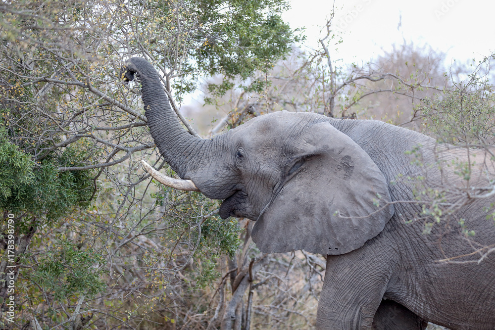 An African Elephant