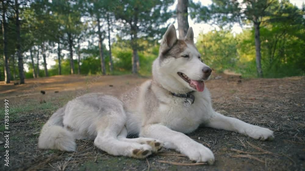 happy siberian husky dog laying in forest happy siberian husky dog laying in forest