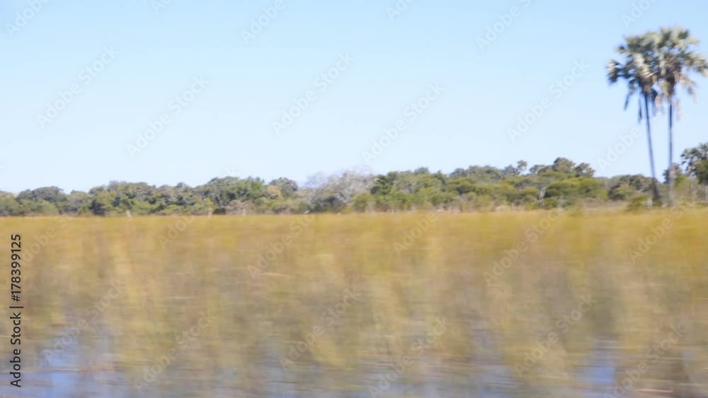 Wide flood plain with palms and distant tree line whizzing past shot from boat Wide flood plain with palms and distant tree line whizzing past shot from boat