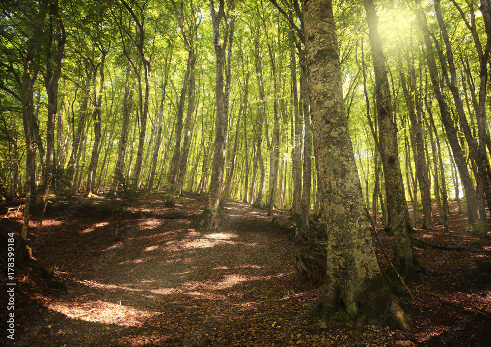 Obraz premium Sunny fagus forest in Gambarie di Aspromonte