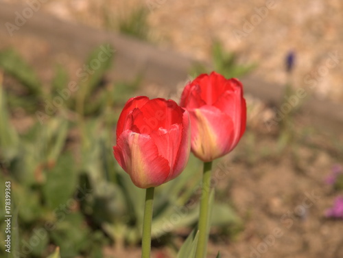 Gelb orange Tulpen im Garten
