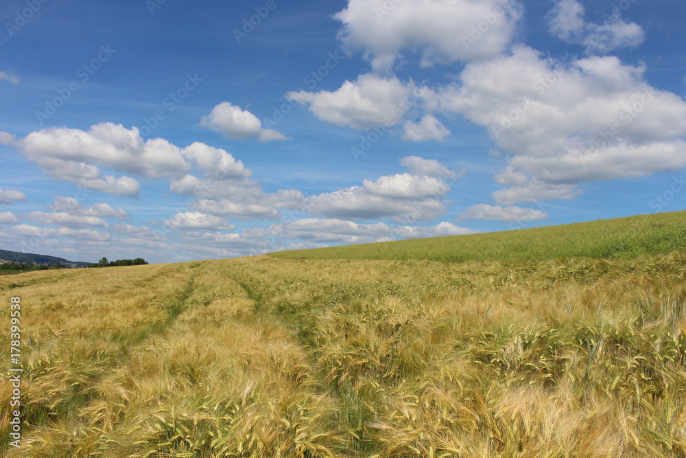 Obraz premium Sommer im Getreidefeld