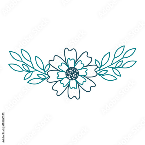 aster flower leaves natural petal decoration image