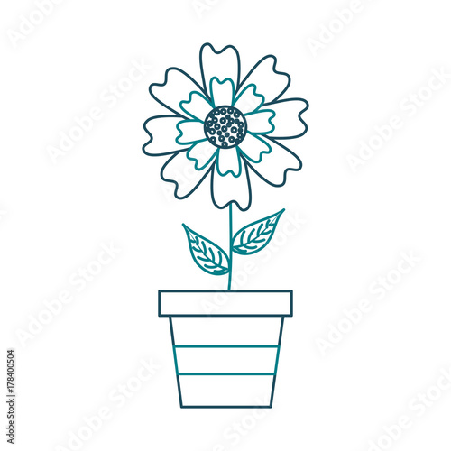 potted aster flower natural petal decoration image