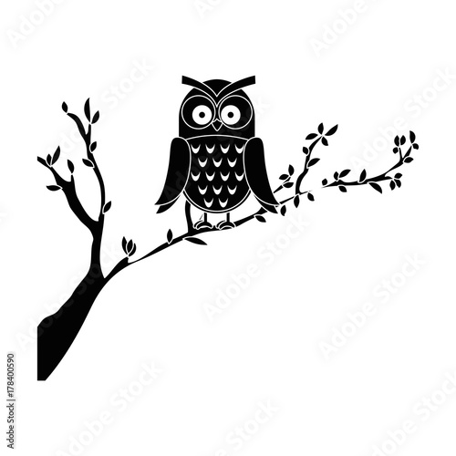 owl bird in branch
