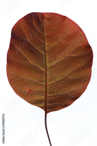foglia rossa di cotinus