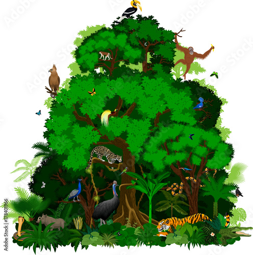vector indonesian Rainforest Jungle tropical forest with animals