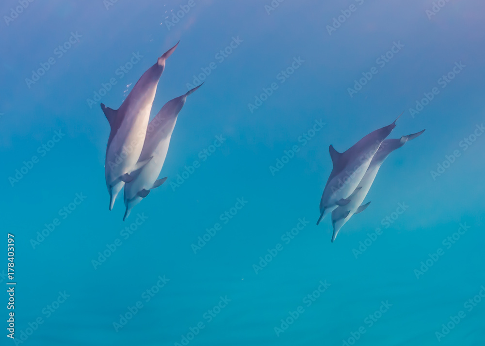 Dolphins Diving