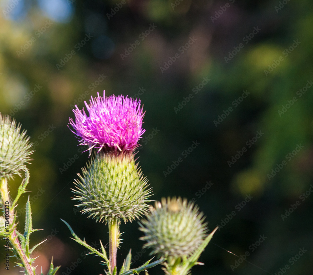 fiore fucsia fiore fucsia