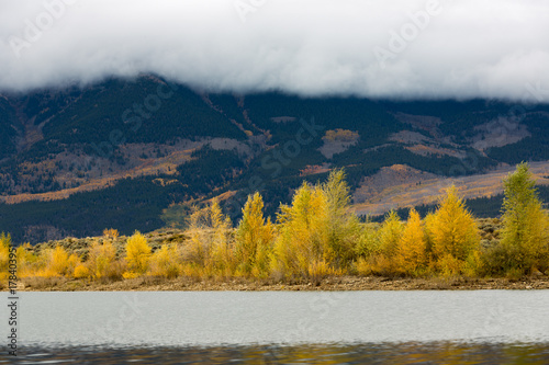 In autumn season, Aspen trees turn its leaves to bright yellow golden color. Aspen trees by the lake and foggy mountain in background, Colorado, USA.