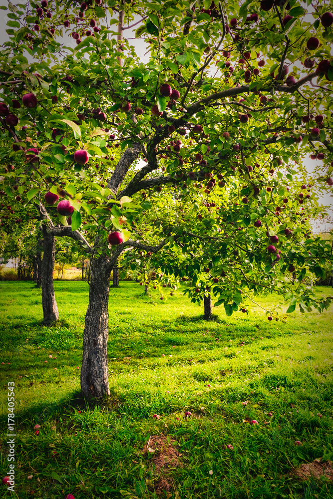 Fototapeta premium Apple farm