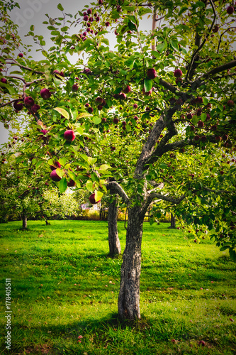 Apple farm
