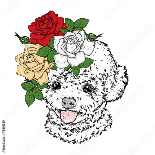 Cute poodle in a wreath of roses. Vector illustration. Fashion & Style. Purebred puppy and flowers. Beautiful dog.