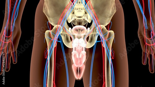 Male Genitourinary System Illustration . 3D render 