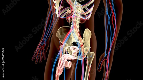 Male Genitourinary System Illustration . 3D render
