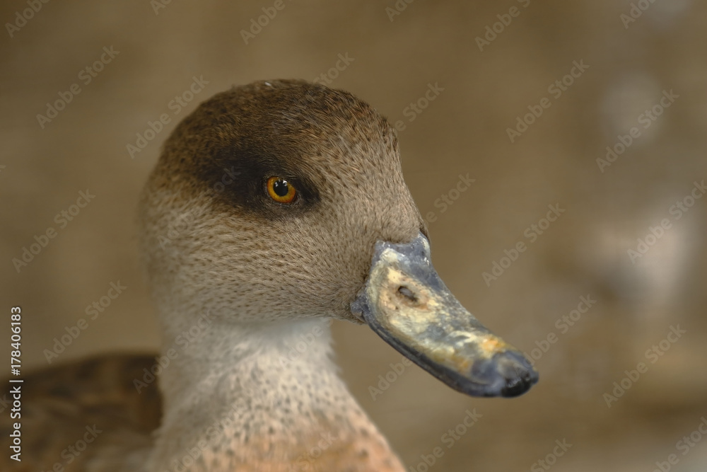 Pato barcino (Anas flavirostris) en cautiverio Pato barcino (Anas flavirostris) en cautiverio