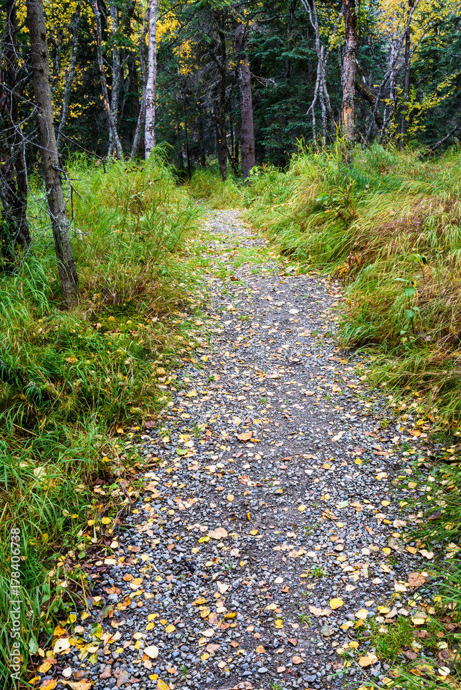 Obraz premium Gravel trail in Alaskan woods with fall color