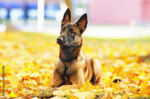 Young Belgian Shepherd dog Malinois lying down in fallen maple leaves in autumn