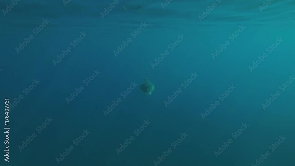 Female Green Sea Turtle (Chelonia mydas) swims blue water in the rays of sun, Red sea, Marsa Alam, Abu Dabab, Egypt 
