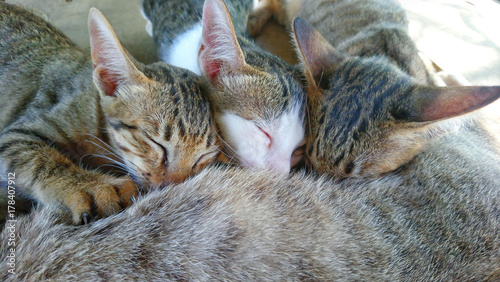 Fototapeta Naklejka Na Ścianę i Meble -  cat mom and kitten sucking milk