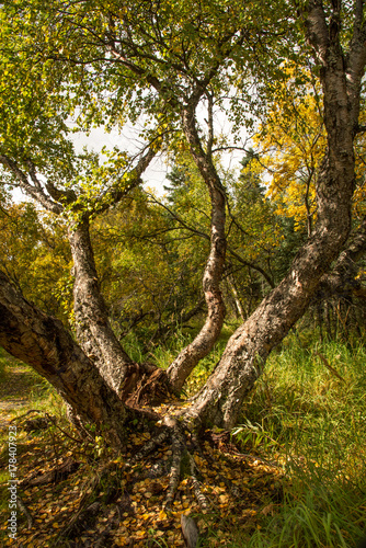 Nature’s graphic design of a tree split into four parts, fall in the ...