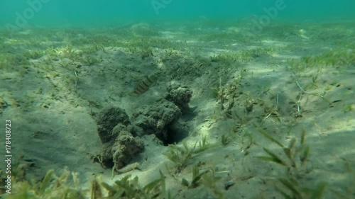 Сouple Whitelined Goby (Amblygobius albimaculatus) next to the nest built on the sandy bottom, Red sea, Marsa Alam, Abu Dabab, Egypt
 photo