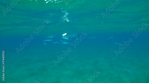 Shoal of young needlefish eating toast bread, this unusual for this predator behavior was taken in Red sea, Marsa Alam, Abu Dabab, Egypt
 photo