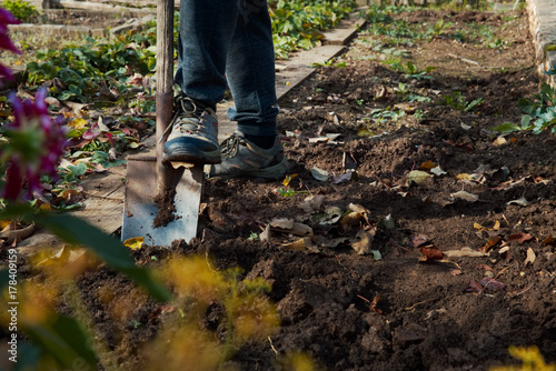 Man digging up vegetables on a garden, his legs and a spade in focus