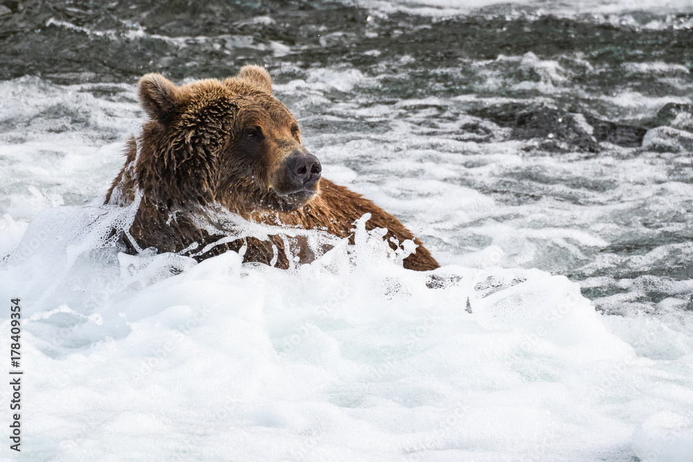 Alaskan brown bear sitting in white water in the Brooks River
Alaskan brown bear sitting in white water in the Brooks River