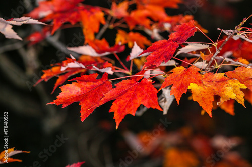 Close up of orange and red maple leaves