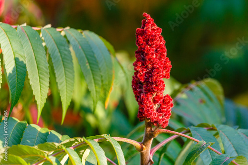 Staghorn Sumac (Rhus typhina) Red drupe, blossom in late summer