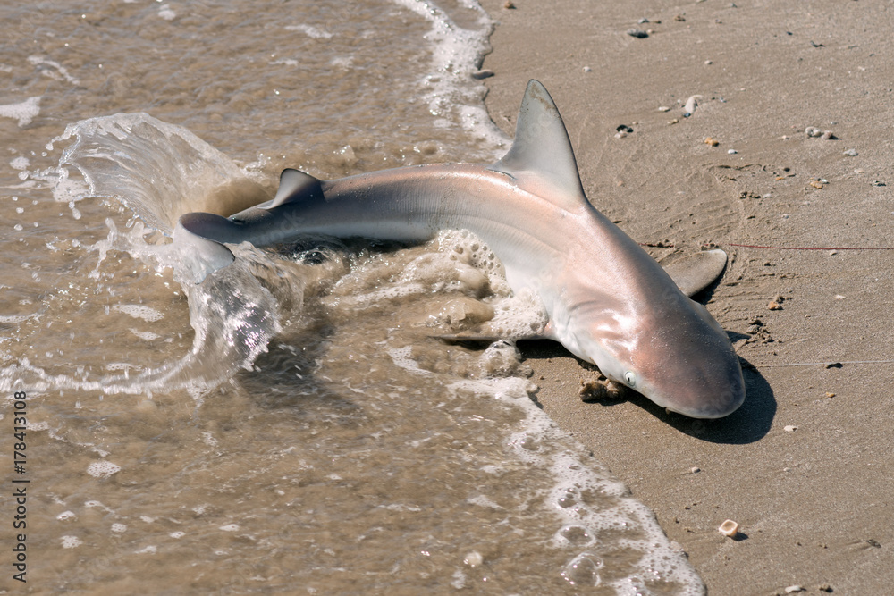 Fototapeta premium A young shark (carcharhinus) lying in the surf band beats its tail on the water. Texas, Gulf of Mexico, USA