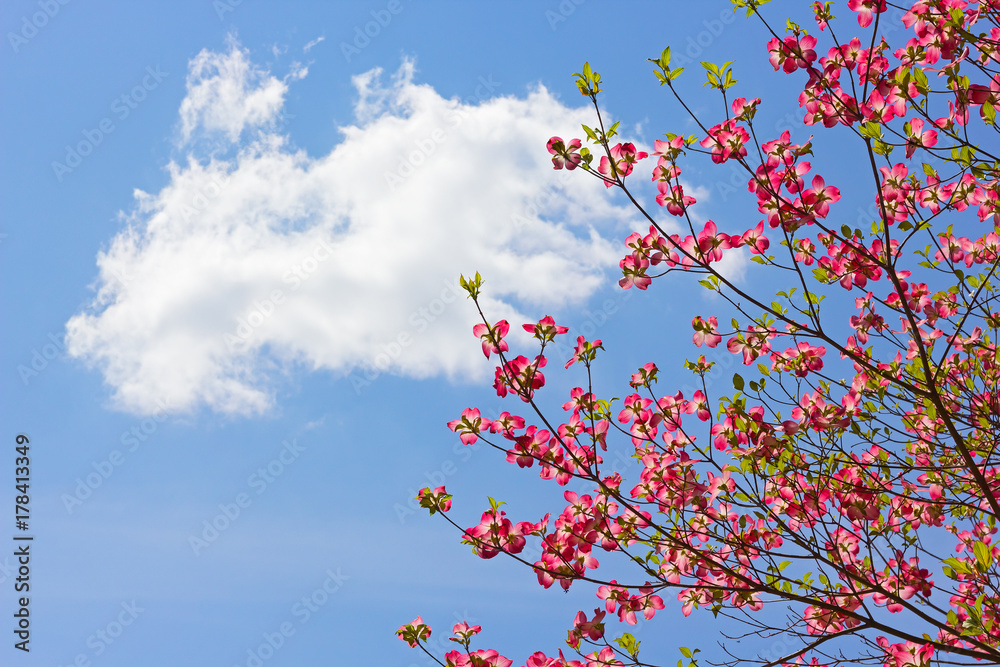 Delicate blossoming tree in spring against blue sky with cloud. Dogwood tree with pink blooms on sky background. Delicate blossoming tree in spring against blue sky with cloud. Dogwood tree with pink blooms on sky background.