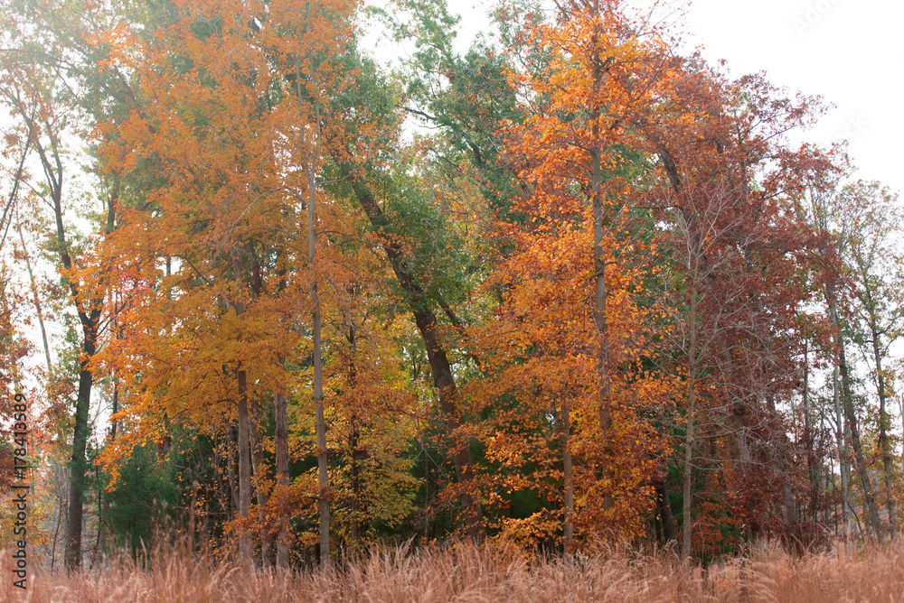 Fototapeta premium Autumn's Comin'
