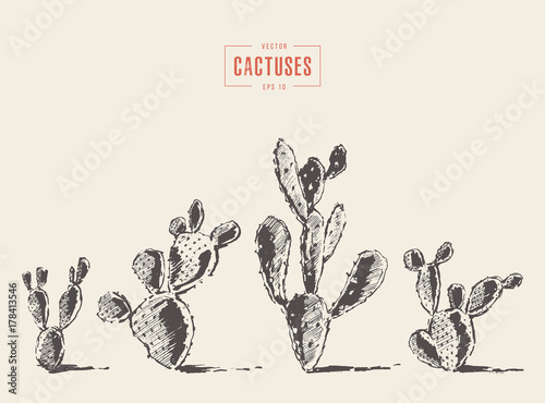 Set cacti cacti opuntia drawn vector sketch