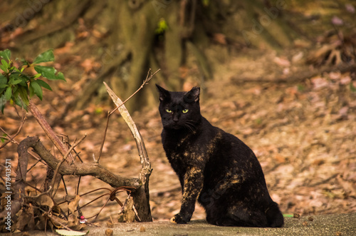 公園に住んでいる黒猫