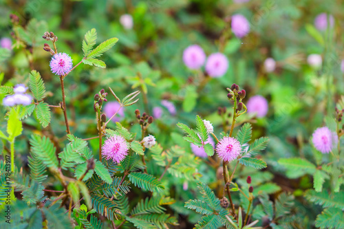 Field of Mimosa pudica flower from Thailand, Southeast Asia. It is also called sensitive, sleepy, humble, shameplant, Dormilones, touch-me-not, or shy plant. photo