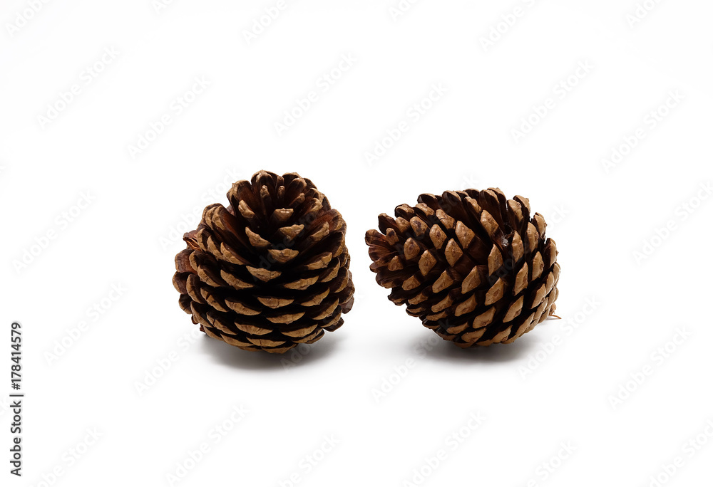 Isolated pine cone on white background Isolated pine cone on white background
