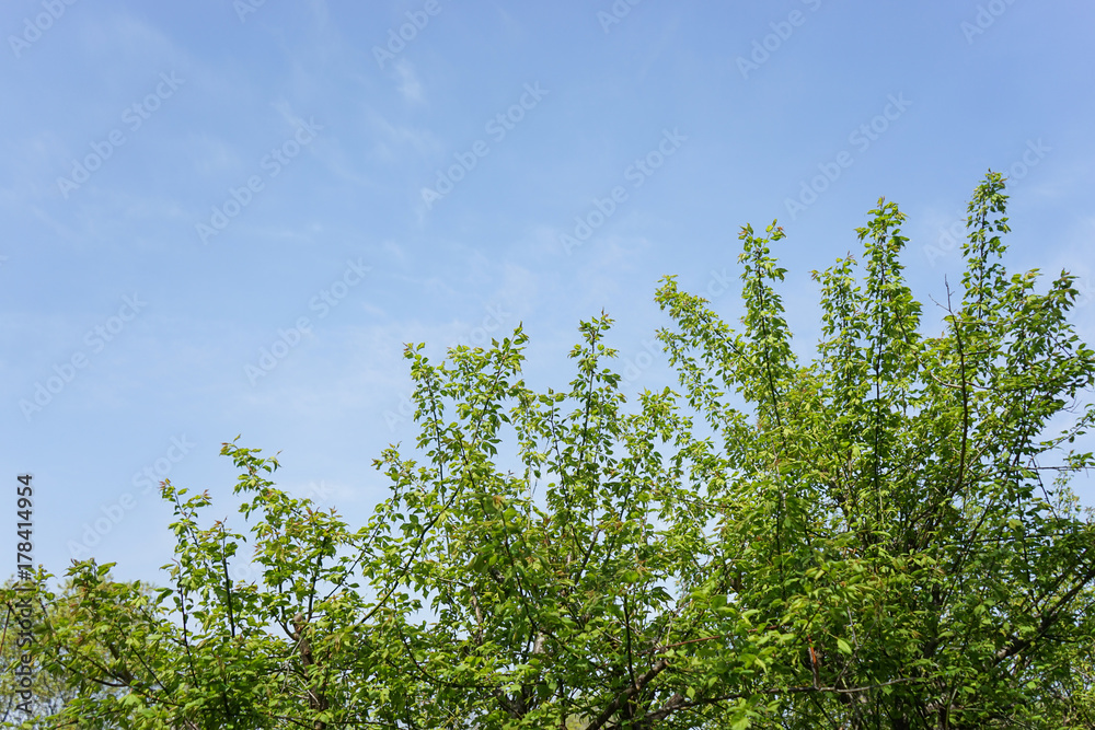 Fototapeta premium tender green and sky