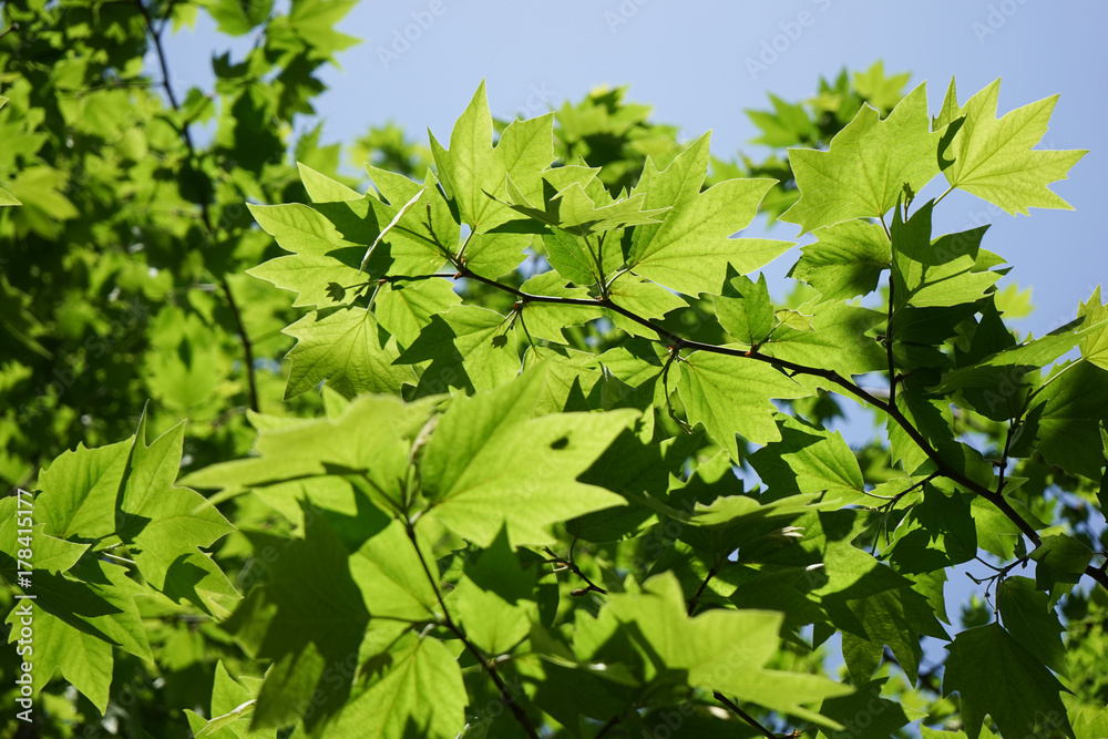 tender green and sky tender green and sky