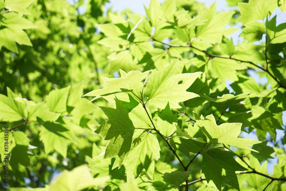 tender green and sky tender green and sky