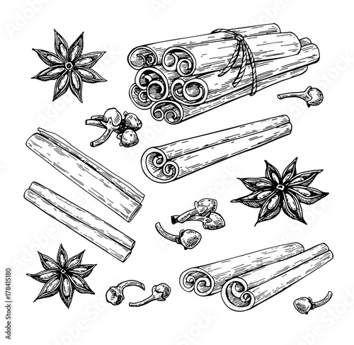 Cinnamon stick tied bunch, anise star and cloves. Vector drawing. Hand drawn sketch. Seasonal food photo