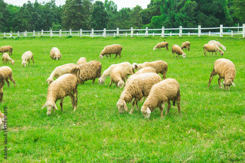 Obraz premium Sheep farming