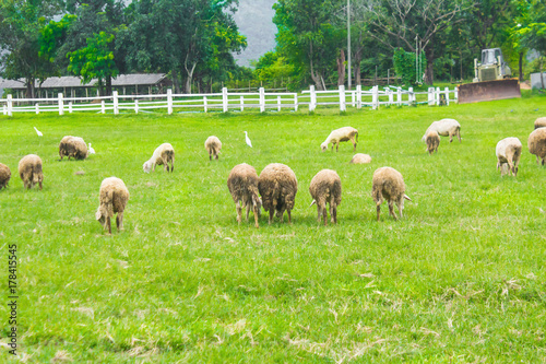 Sheep are fed on the farm on a green field with white fence mountain backdrop