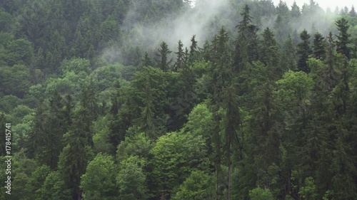 Water cycle -  fog drip sublimination Effects on climate Evaporation In Summer Forest.The transformation of water from liquid to gas phases as it moves into the overlying atmosphere. photo