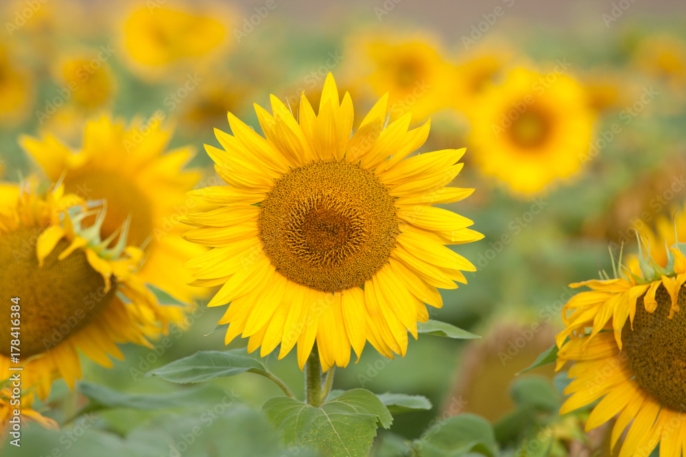 Tournesol