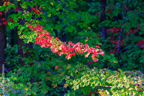 Tree foliage starting to turn colors on a Wisconsin maple tree in September