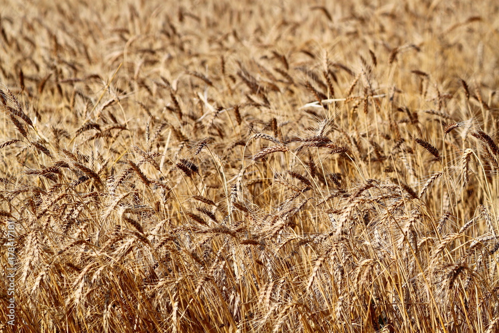 Spikes (ears) of ripe barley in the field during harvest Spikes (ears) of ripe barley in the field during harvest