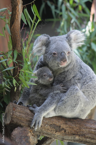 Fototapeta Naklejka Na Ścianę i Meble -  コアラの親子（Koala Parent and child ）