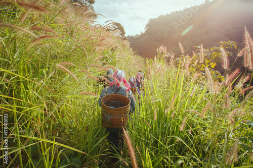 Farmer walking with wooden basket tool walking to tea plantation in Chiang Rai  Thailand.